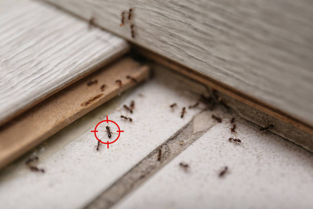 Best Pest Inspection Near Me  in Mount Hope, NJ