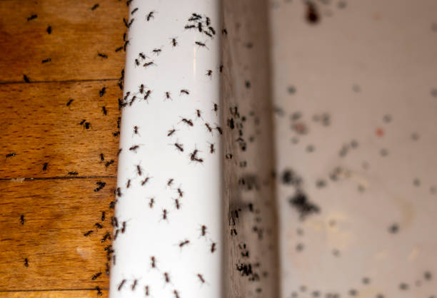 Best Pest Inspection Near Me  in Mount Hope, NJ