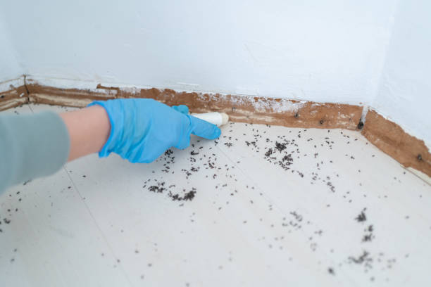 Best Termite Control Services  in Mount Hope, NJ